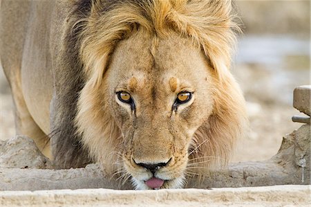 simsearch:614-06043446,k - Male lion africaine, tête tournée Photographie de stock - Premium Libres de Droits, Code: 614-03902435