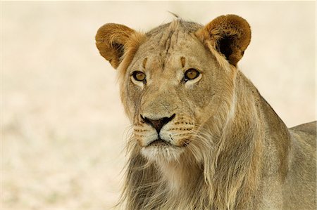 simsearch:614-06043446,k - Africaine lion, headshot Photographie de stock - Premium Libres de Droits, Code: 614-03902444