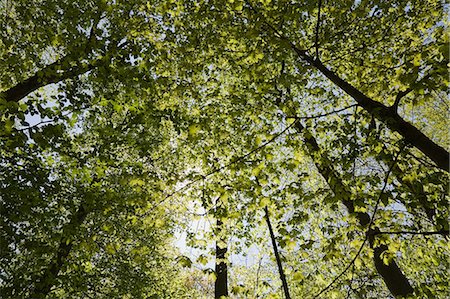 sunlight treetops - Looking up at trees Stock Photo - Premium Royalty-Free, Code: 614-03903429