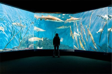 Girl watching fish in aquarium Foto de stock - Sin royalties Premium, Código: 614-03903649