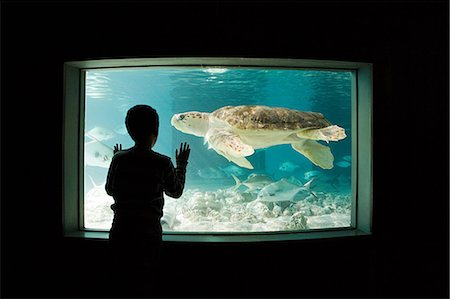 Boy watching sea turtle in aquarium Foto de stock - Sin royalties Premium, Código: 614-03903643