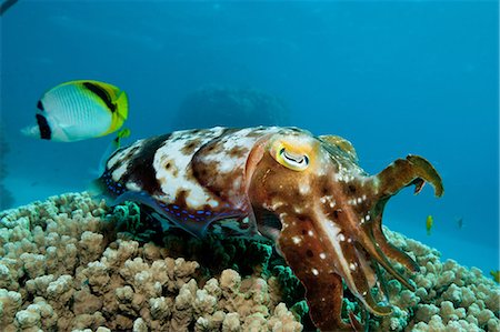 Cuttlefish laying eggs in reef Foto de stock - Sin royalties Premium, Código: 614-03903774