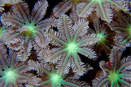 Cluster of Flower soft corals Foto de stock - Sin royalties Premium, Código: 614-03903779