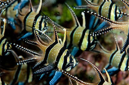 fish school not sardine not people - Banggaii Cardinalfish, Indonesia Stock Photo - Premium Royalty-Free, Code: 614-03903796