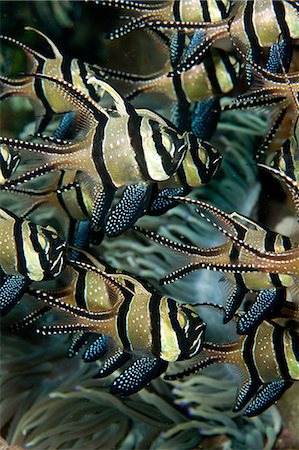 fishes school - Banggaii Cardinalfish, Indonesia Stock Photo - Premium Royalty-Free, Code: 614-03903797