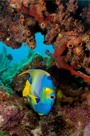 sea fish - Queen angelfish, Florida Foto de stock - Sin royalties Premium, Código: 614-03903799