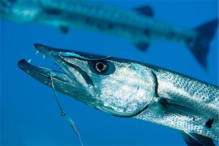 Barracuda on hook and line Foto de stock - Sin royalties Premium, Código: 614-03903805