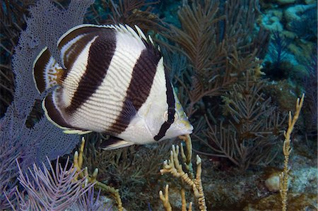 Butterflyfish on coral reef Foto de stock - Sin royalties Premium, Código: 614-03903806