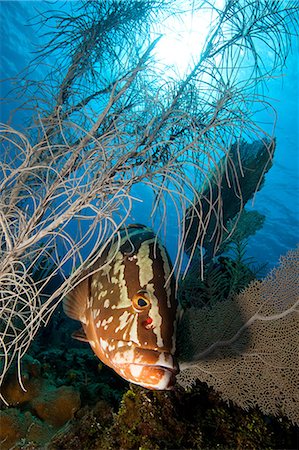 Nassau grouper and soft coral Fotografie stock - Premium Royalty-Free, Codice: 614-03903808