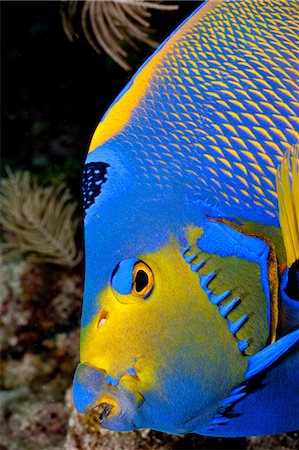 Queen angelfish, Florida Fotografie stock - Premium Royalty-Free, Codice: 614-03903800