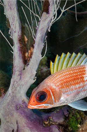 saltwater fish - Squirrelfish and sea plume Stock Photo - Premium Royalty-Free, Code: 614-03903814