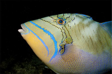 Close-up of Queen triggerfish Foto de stock - Sin royalties Premium, Código: 614-03903815