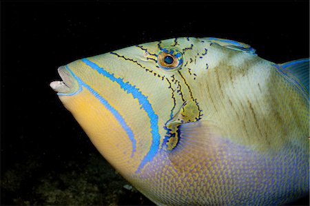 fluorescente (color) - Close-up of Queen triggerfish Foto de stock - Sin royalties Premium, Código: 614-03903815