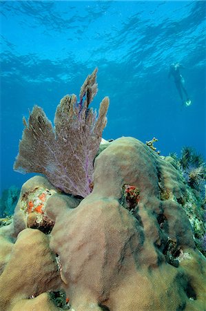 scleractinia - Snorkeler above coral reef Foto de stock - Sin royalties Premium, Código: 614-03903820