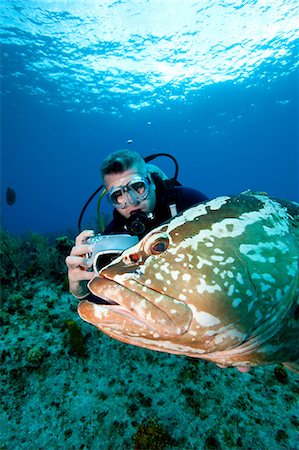 scuba-diving - Scuba diver and grouper Stock Photo - Premium Royalty-Free, Code: 614-03903858