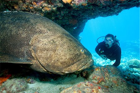 scuba-diving - Scuba diver with large grouper Stock Photo - Premium Royalty-Free, Code: 614-03903864
