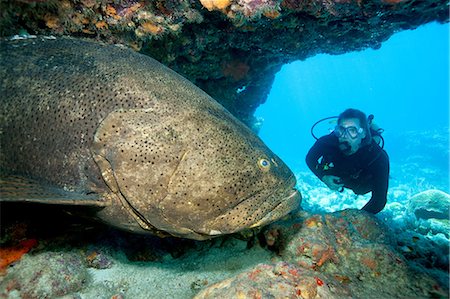 Scuba diver with large grouper Fotografie stock - Premium Royalty-Free, Codice: 614-03903864