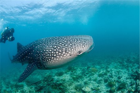 Plongeurs et le requin-baleine Photographie de stock - Premium Libres de Droits, Code: 614-03903866