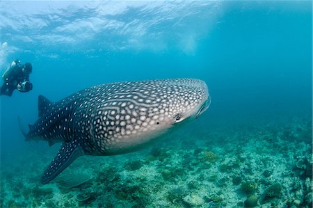 simsearch:614-03903777,k - Scuba diver and whale shark Stock Photo - Premium Royalty-Free, Code: 614-03903866