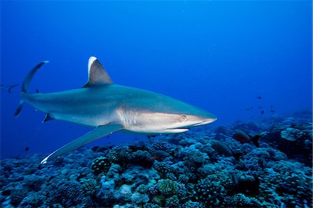 Majestic silvertip shark Foto de stock - Sin royalties Premium, Código: 614-03903867