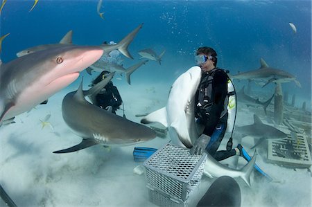 sommozzatore (uomo e donna) - Shark feeding dive Foto de stock - Sin royalties Premium, Código: 614-03903870