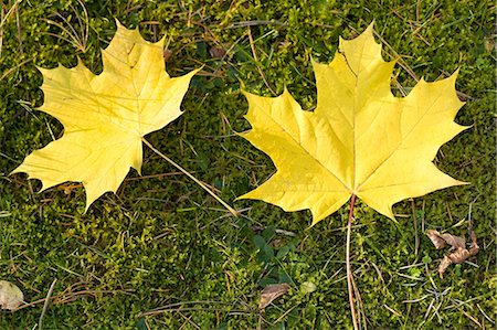 feuille d'érable - Feuilles jaunes sur l'herbe Photographie de stock - Premium Libres de Droits, Code: 614-03981559