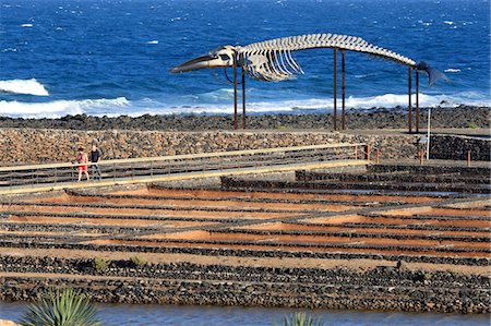 simsearch:610-05392036,k - Spain, Canary islands, Salinas del Carmen, skeleton of a whale Stock Photo - Premium Royalty-Free, Code: 610-05392031