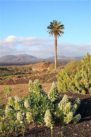 simsearch:610-05392059,k - Spain, Canary islands, Lanzarote, National park of Timanfaya Foto de stock - Sin royalties Premium, Código: 610-05392124