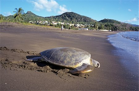 sea turtle - Mayotte, turtle Stock Photo - Premium Royalty-Free, Code: 610-05654353