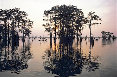 Aux États-Unis, en Louisiane, la rivière Atchafalaya Photographie de stock - Premium Libres de Droits, Code: 610-00255989