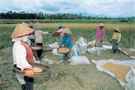 simsearch:610-01576369,k - Indonesia, Bali, Women cropping rice Stock Photo - Premium Royalty-Free, Code: 610-00257643