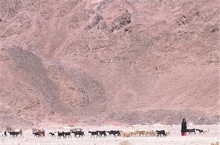 simsearch:610-01577139,k - Chèvres de l'Egypte, le Sinaï. Photographie de stock - Premium Libres de Droits, Code: 610-00799433