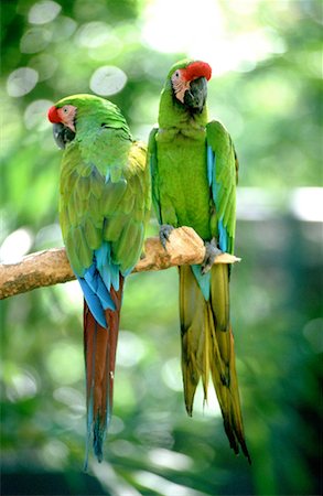 Parc de Venta de Villahermosa, Mexique, deux perroquets Photographie de stock - Premium Libres de Droits, Code: 610-00800452