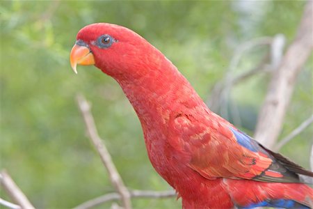 darwin australia - Australia, Northern Territory, Darwin, tropical bird Stock Photo - Premium Royalty-Free, Code: 610-01575800