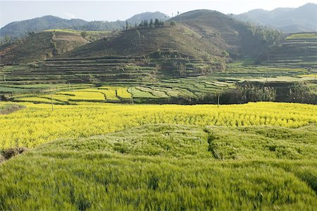 simsearch:610-02373933,k - China, Yunnan, near Lincang, cultivated fields Foto de stock - Sin royalties Premium, Código: 610-01578901