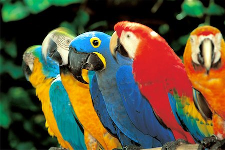 United States, Florida, Miami, parrots Foto de stock - Sin royalties Premium, Código: 610-02000410