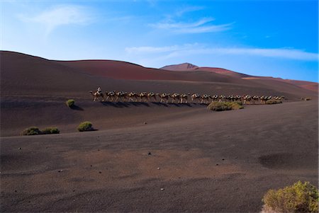 Spain, Canary islands, Lanzarote, national park of Timanfaya, trip on camelback Stock Photo - Premium Royalty-Free, Code: 610-03504680
