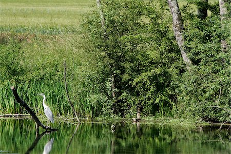 France, Bourgogne, Ancy Le Libre, la rivière Armancon, heron Photographie de stock - Premium Libres de Droits, Code: 610-03503749