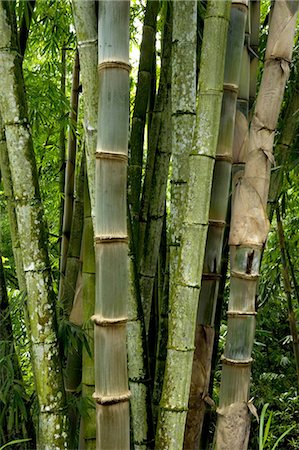 Indonesia, Java, bamboo on the side of the mount Merapi Stock Photo - Premium Royalty-Free, Code: 610-03809132