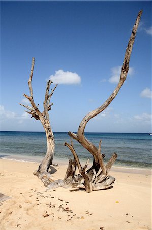 simsearch:610-03810538,k - Bois de la Barbade, Spreightown, sur la plage Photographie de stock - Premium Libres de Droits, Code: 610-03810585