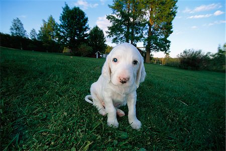 setter inglês - A white puppy on a lawn. Foto de stock - Royalty Free Premium, Número: 6102-03748067