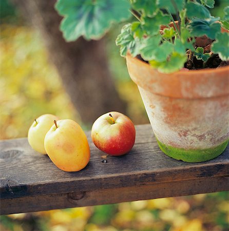 planta en maceta - Apples by a potted plant. Foto de stock - Sin royalties Premium, Código: 6102-03748073