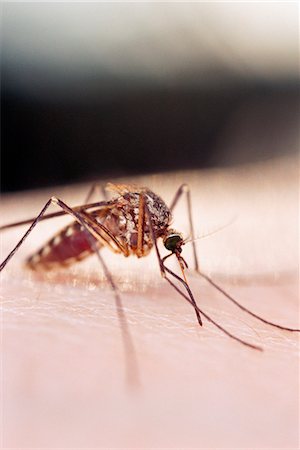 A mosquito on skin, close-up. Stock Photo - Premium Royalty-Free, Code: 6102-03748087