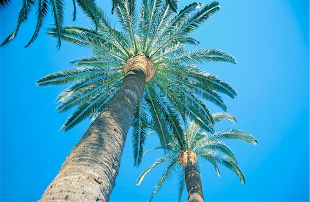 palm tree branches - A palm-tree photographed from below. Stock Photo - Premium Royalty-Free, Code: 6102-03748022