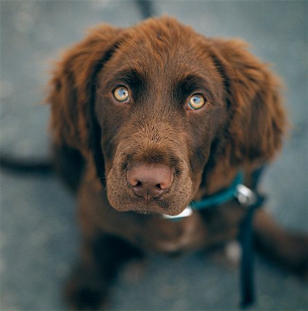 simsearch:6102-03905554,k - A brown dog. Stock Photo - Premium Royalty-Free, Code: 6102-03748164