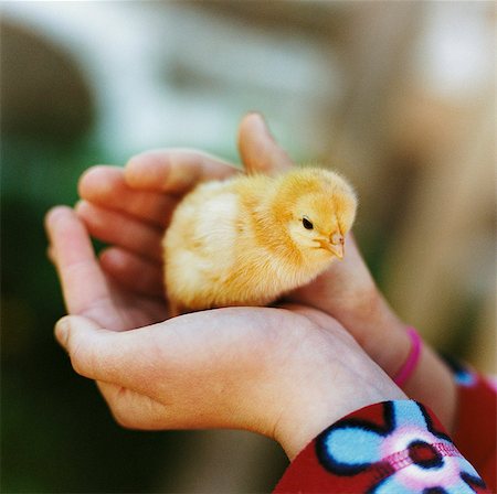 A chicken in a pair of hands. Stock Photo - Premium Royalty-Free, Code: 6102-03748193