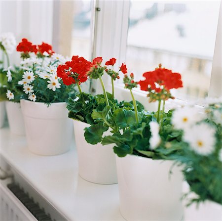 Flowers in a windowsill. Foto de stock - Sin royalties Premium, Código: 6102-03748190