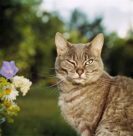 simsearch:6102-03859153,k - A cat blinking with an eye. Stock Photo - Premium Royalty-Free, Code: 6102-03748199