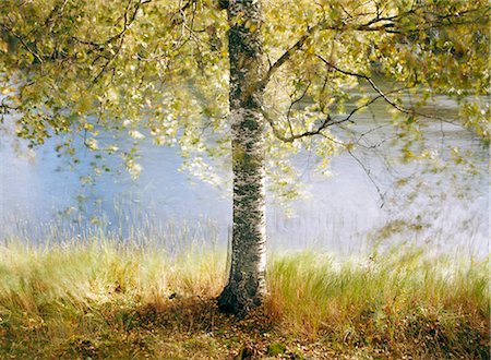 Un bouleau à bord d'un lac. Photographie de stock - Premium Libres de Droits, Code: 6102-03748263