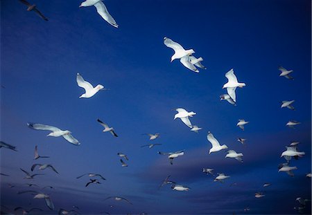 simsearch:6102-06336642,k - Gulls flying in a deep blue sky. Foto de stock - Sin royalties Premium, Código: 6102-03748277